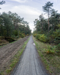 Fototapeta na wymiar Bicycle path next to a dirt road in the woods in Gelderland, The Netherlands