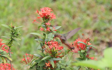 Hummingbird in flight in Costa Rica