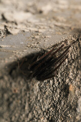 segestriidae black spider macro photo