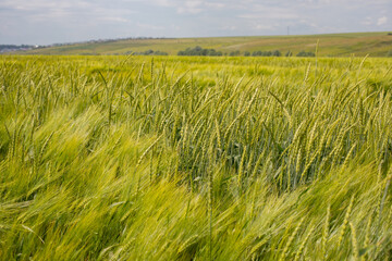 Rye ear against the background of a green yellow field of rye, horizontal photography
