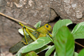 Locust in a caribbean rain forest