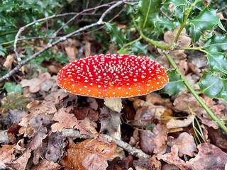 fly agaric mushroom