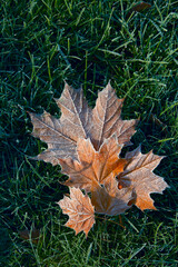 autumn leaves on the ground