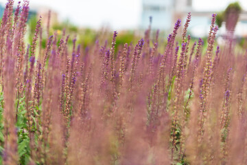 purple flowers at the garden