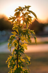 sunset through tree branches