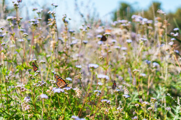 butterflies in a butterfly garden