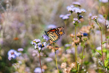 butterfly on a purple flower
