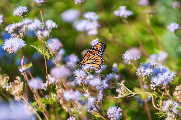 butterfly on a flower