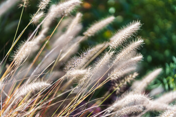 close up of grass in the wind