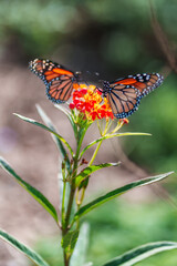 pair of butterflies on a flower