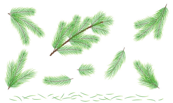 Green pine branch. Fir tree branch. PNG on a transparent background.