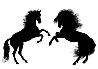Fototapeta na wymiar Wild Horses silhouette on white background
