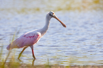 Roseate spoonbill (Platalea ajaja) in the water in Bradenton, Florida