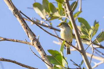 White-eyes vireo (Vireo griseus) in a mangrove in Bradenton, Florida