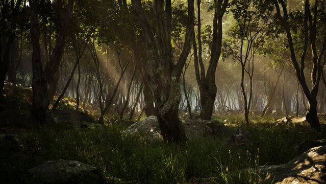 enchanted forest in magical light