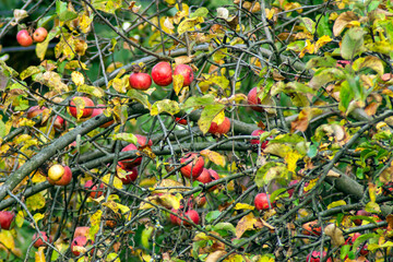 Dojrzałe owoce jabłoni na drzewie  - obrazy, fototapety, plakaty