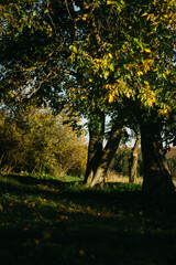trees in the autumn garden