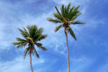 Two coconut trees with sky background