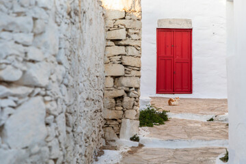 Fototapeta na wymiar Cat on stone road with red door in Amorgos, Greece