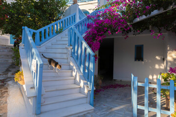 cat on stairway in Xilokeratidi in Amogos, Greece - obrazy, fototapety, plakaty