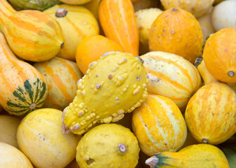 Top view flat lay of many shapes and sizes autumn gourds in various color combinations. Popular holiday decoration.