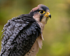 Portrait of a Lanner Falcon