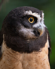 A portrait of a Spectacled Owl