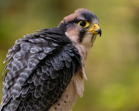 Portrait of a Lanner Falcon