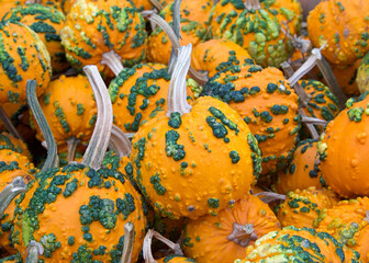 Top view flat lay of many autumn warty pumpkins in orange with green warts. Popular holiday...