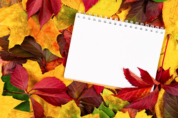 Naklejka na ściany i meble autumn background with white leaf for inscription. place for text. autumn mood