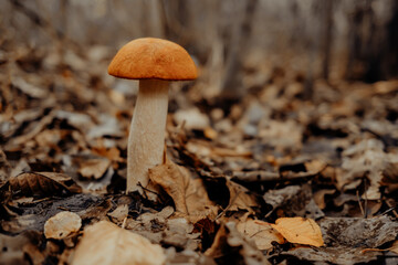 Red-capped scaber stalk - Leccinum aurantiacum on autumn leaves in forest, close-up view. Harvest, fungi picking, mushrooms concept