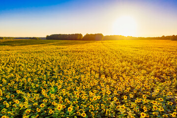 Field of beautiful yellow blooming sunflowers during sunset