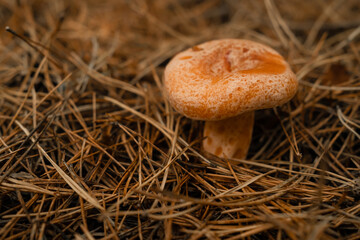 Young saffron milk cap - Lactarius deliciosus on autumn forest background with pine needles, close-up view. Harvest red pine mushroom concept