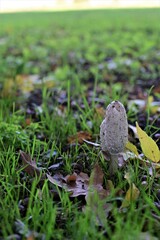 White mashrooms at the edge of the field