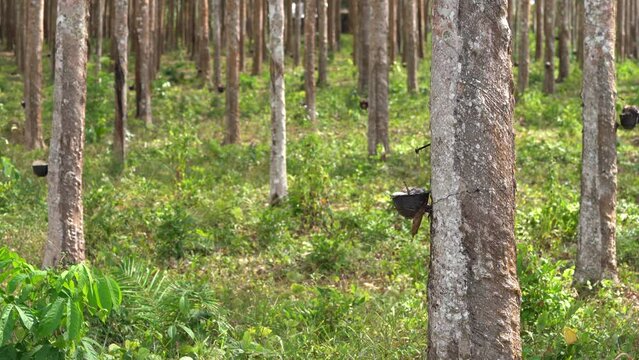 Asian Rubber Tapper Pour Latex Rubber into the Bucket