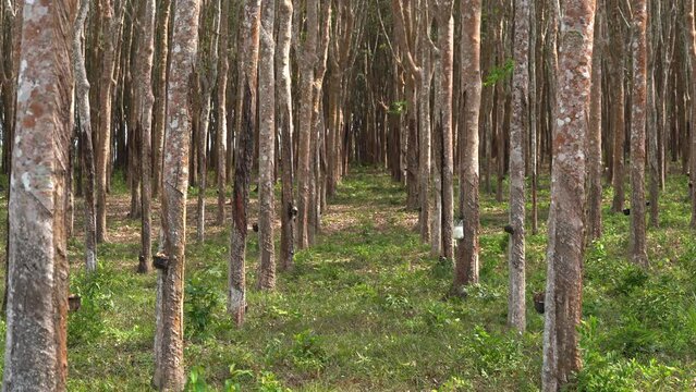 Rubber Tree Plantation in Krabi Thailand. Aligned trees