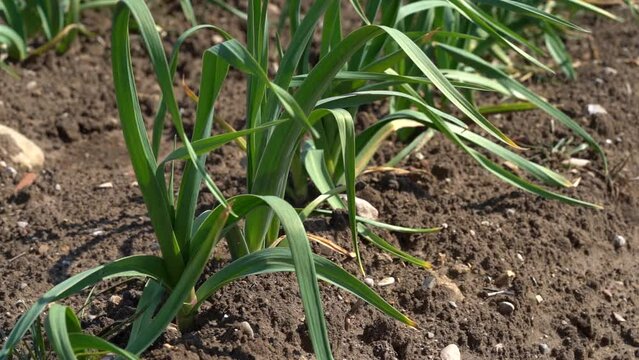 Sun shines on young garlic plants growing in garden - Static Close Up