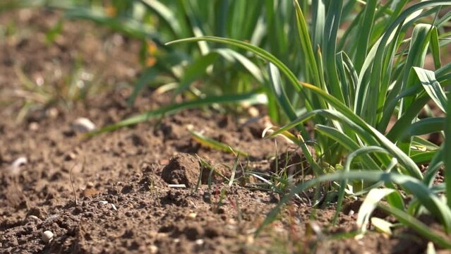 Rack Focus Through Garlic Crop On The Garden Bed. Tracking Shot
