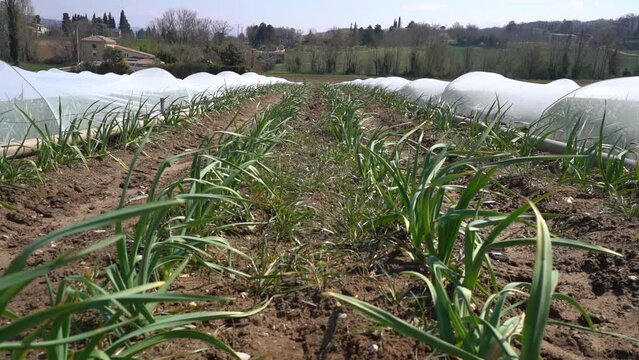 Red Onion Crops Growing On The Cultivated Farmland.  Wide Shot