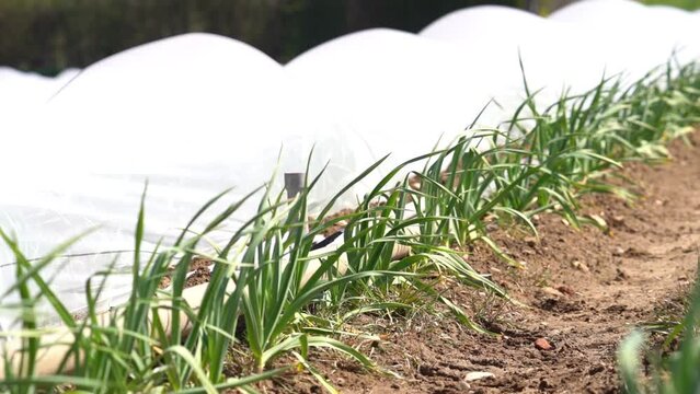 Sun shines  and Light Breeze on Young Garlic Plants Growin in Field