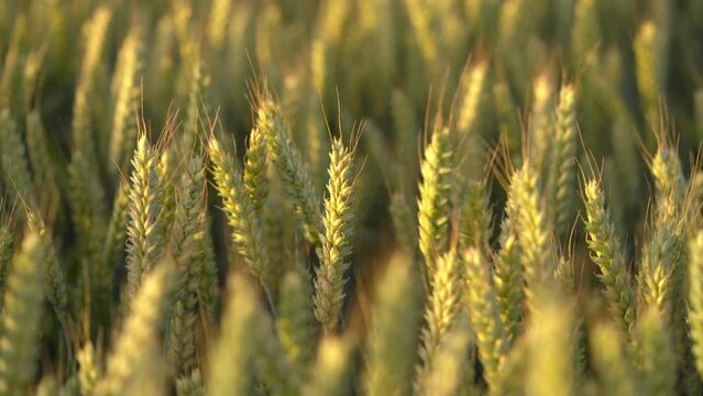 Wheat Ears Swaying In The Wind At Sunset With Golden Light