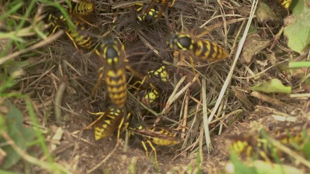 Swarming Wasp Clearing The Hive Entrance. Closeup