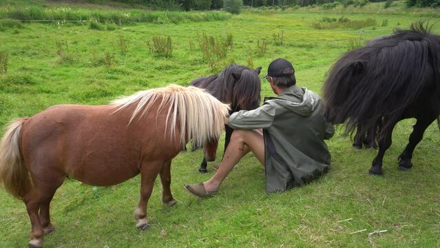 Man Is Playing with Shetland Ponies in the Field