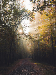 path in the autumn forest in the morning