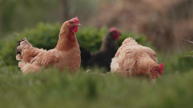 Chickens grazing freely on grass