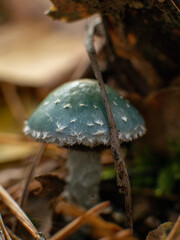 blue mushroom in the forest