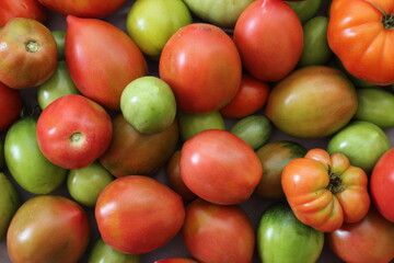 a background of tomatoes of red green orange close-up. Background food. Tomato season. seasonal vegetables. cultivation and storage of vegetables