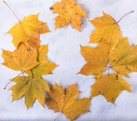 Yellow autumn leaf on blue concrete background.