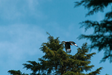 eagle in the sky