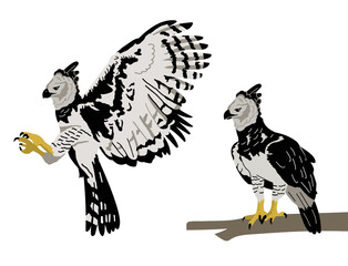 VECTORS. Harpy eagles flying and sitting on a tree branch. This bird is found in some parts of Central America and South America